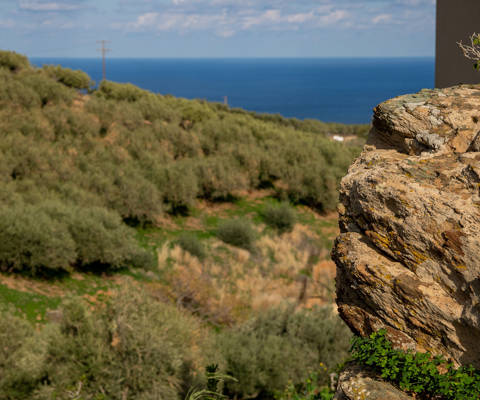Outdoor view of olive groves stretching to the sea